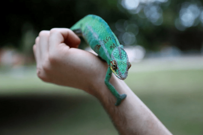 cameleon