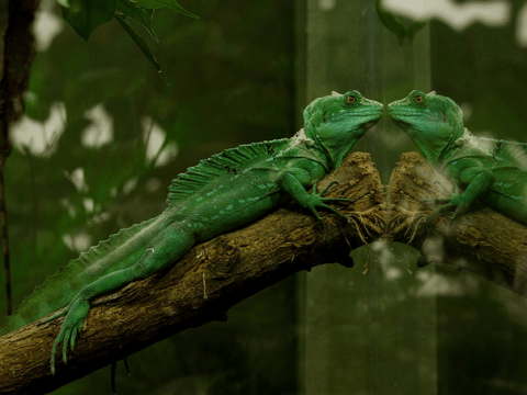 Things to Consider to Protect Your Pet Reptile’s Health reptile